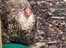 Beautiful trio of chocolate laced pekins last years birds laying well very fetile