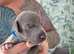 Whippets crossed Italian greyhound