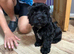 Cockerpoo puppy’s