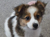 Male pomeranian cross