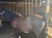 11 yo Chunky type cob gelding