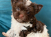Tiny & Micro Pure Yorkie Puppies