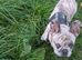 Beautiful merle colour male different colour eyes for stud