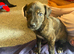 4 beautiful brindle puppies ready to go!