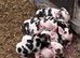Full breed kunekune piglets