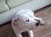 American bulldog x staff