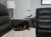 18 month old male dog