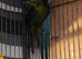 Emerald starling. (rare bird)