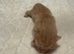 4 beautiful kittens for sale please read discription