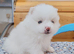 2 boys left - Pomeranian puppies