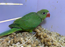 Baby hand reared Ringnecks parakeets