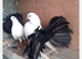 BLACK TAIL MARKED FANTAIL DOVES/PIGEONS