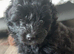 MALTAPOO