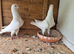 Pigeons
