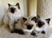 Beautiful Ragdoll kittens  full vaccinated and chipped