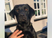 KC registered Labrador puppies