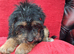 F1 Jackapoo Puppies