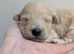 Gorgeous lhasapoo puppies