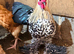 Lemon Sadleboot Millefleur Booted Bantam