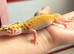 Jungle designer leopard gecko