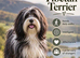 I have a 18 month old male tibetan terrier
