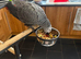 Hand reared Congo African grey