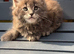 GCCF Fully Registered Maine Coon Kittens