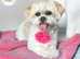 Paws to perfection dog grooming LTD