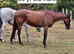 Retired Broodmare bay 20yrs