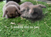 Vaccinated x small mini lops