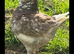 King Pigeons for Sale in Harlow
