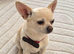 Pure chihuahua stud