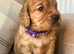 Outstanding KC registered cocker spaniels