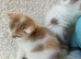 Adorable Scottish Fold Kittens
