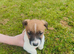 Jack Russell