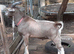 Fabulous Entire Intact Toggenburg Breeding Billy Goat - Father Pedigree
