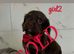 cocker spaniel puppies for sale