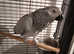 African Grey Talks & Friendly
