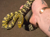 Female King rat snake