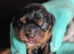 Caviler king charlies puppys