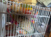 3 baby conures ready to go