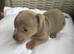 Beautiful Jack russel puppies