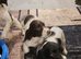 Springer spaniel puppies
