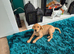Labrador Retriever puppies