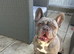 New home needed for this frenchie