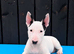 Stunning English bull terrier puppies for sale