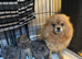 Tiny Pomeranian puppies