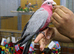 Baby Galah Cockatoo Fully Hand Reared, 2