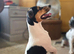 Tri colour jackrusell dog