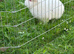 Male rabbit looking for a forever home